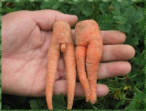 Śmieszne owoce i warzywa - Sex warzywa.jpg