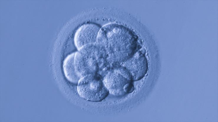 TO MUSISZ WIEDZIEĆ - Chińscy Naukowcy Wywołali Ciążę Embrionami Wyhodowanymi w Labolatorium.jpeg